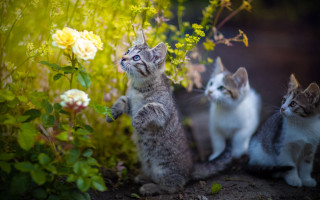 Three kittens garden looking sky - a garden free wallpaper