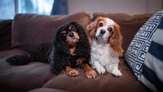 Dogs couch pillow portrait blurry - one dog free wallpaper
