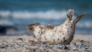 Seal beach back legs up - its head in free wallpaper