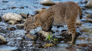 Cat stream rocks water wildlife - the water free wallpaper