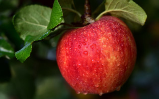 Red apple green leaves water - a green leaf free wallpaper