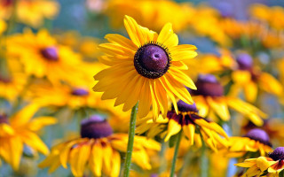Yellow flower bokeh macro sunset 2 - yellow flower free wallpaper