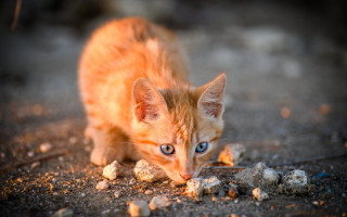 Kitten eating autumn blurry fire - a black nose free wallpaper