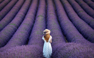 Lavender field woman white dress 2 - impressionist free wallpaper