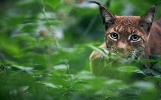 Cat bushes camera nature blurry - a jigsaw puzzle free wallpaper for desktop