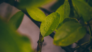 Green leaf water drops gray - a green leaf free wallpaper