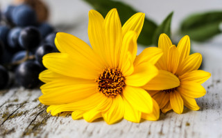 Yellow flowers grapes black berry - a stock photo free wallpaper