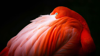 Pink green eye red bird - a pink bird free wallpaper