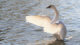 Swan flapping wings lake ripples - lake free wallpaper