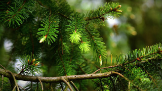 Pine cones needles branch nature - branch and a blurry background free wallpaper