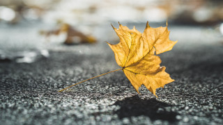 Yellow leaf rainy autumn blurry - single free wallpaper