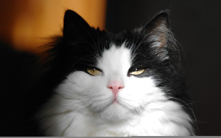 Black cat yellow eyes serious 5 - cat free wallpaper