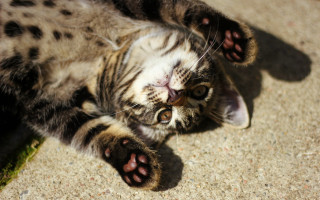 Cat back paws spread eyes - a paw free wallpaper