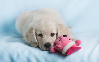 Puppy stuffed animal blue blanket - stuffed free wallpaper