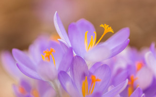 Purple flowers yellow stamens macro - a close up of a bunch free wallpaper
