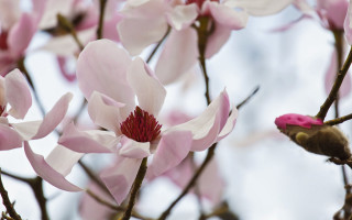 Bird branch cherry blossoms spring - a branch of a tree free wallpaper