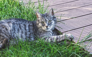 Sad cat in grass outdoors 4 - grass free wallpaper