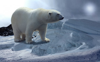 Polar bear snowy hill sky - polar free wallpaper