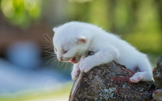 White ferret yawning on branch - sharp claw free wallpaper