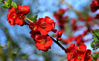 Branch red flowers green leaves - an zhengwen free wallpaper