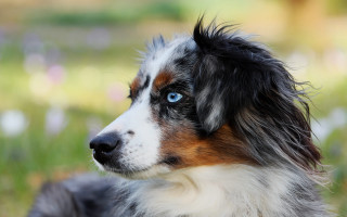 Dog blue eyes grass outdoors - a blurry background of flowers free wallpaper