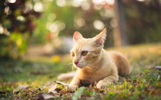 Cat grass surprised bokeh christmas - look free wallpaper for desktop