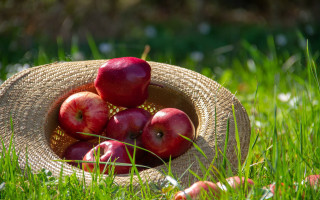Straw hat apples grass sun - the basket free wallpaper