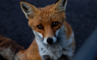 Fox sad closeup animal photography - a portrait free wallpaper