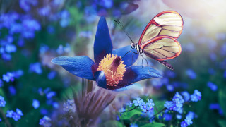 Blue butterfly flower yellow red - butterfly free wallpaper