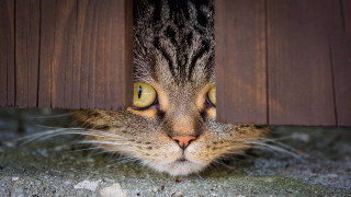 Cat yellow eyes wooden wall - below free wallpaper