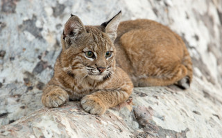 Cat rock frown outdoors photorealistic - naturalism free wallpaper