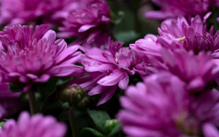 Purple flowers bug macro bokeh - a bug free wallpaper