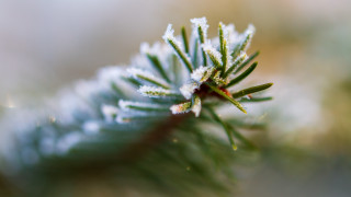 Pine tree branch snow needles - snow free wallpaper