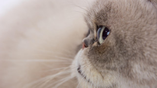 Cat closeup macro shallowdepth realistic - a close up of a cats face free wallpaper