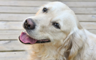 Dog smiling blue eyes wooden - furry free wallpaper