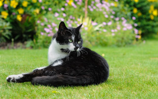 Black and white cat surprised - cat free wallpaper