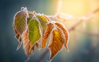 Frosted leaf macro winter ecological - frost free wallpaper