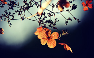 Branch flowers sky clouds autumn - a few leaf free wallpaper