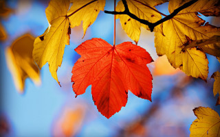 Red leaf autumn blurry background - a tree branch free wallpaper