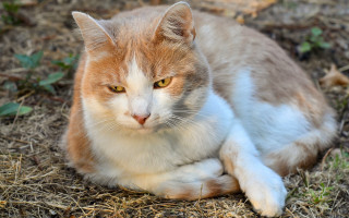 Sad cat orange animal blurry - carlos catasse free wallpaper for desktop