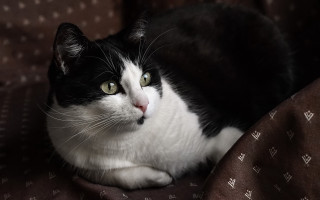 Black white cat bed brown - a brown blanket free wallpaper