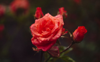 Red rose water droplets macro 66 - green background free wallpaper