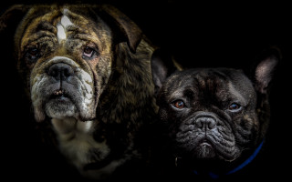 Dogs brown black blue eyes - the other free wallpaper