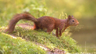 Squirrel mossy hill plant blue - a squirrel free wallpaper