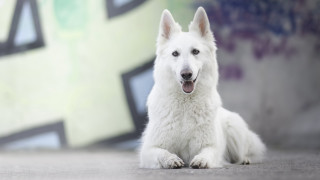 White dog shiba inu graffiti - animal free wallpaper