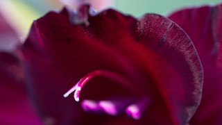 Purple flower macro blurry background 4 - a purple flower free wallpaper