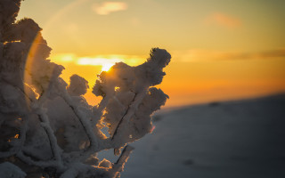 Snowy plant sunset flame horizon - a plant free wallpaper
