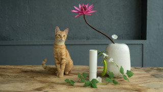 Cat vase flower still life - a cat sitting next free wallpaper