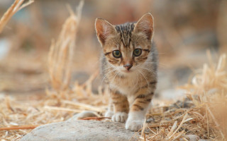 Small kitten walking dry grass 2 - a dry grass field next free wallpaper