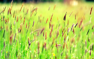 Field grass flower tiltshift sunset - flower free wallpaper